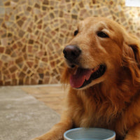 Tazón para mascotas Cerámicas Carmesí